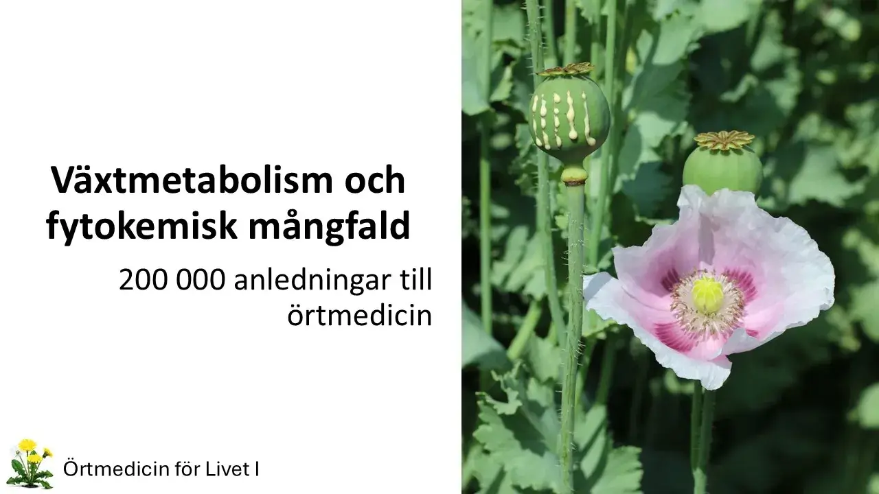 Växtmetabolism